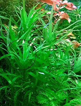 Seegrasblättriges Trugkölbchen, Wasserpflanze, Versand/ Abholung - Mechernich