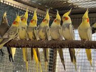 Nestjunge Nymphensittiche - Frankfurt (Main) Preungesheim