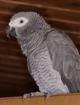 Ein Vogel als Unterhalter. - Oberdreis