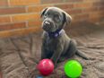 Reinrassige Labrador Welpen. in 34513
