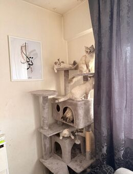 3 süße Kitten abzugeben verschmust & verspielt - Korntal-Münchingen