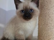 BKH - Chocolate Point Kitten - Pocking