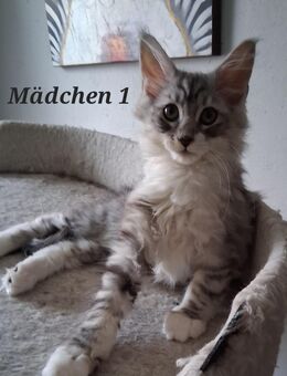 Maine coon kitten - Artern (Unstrut)