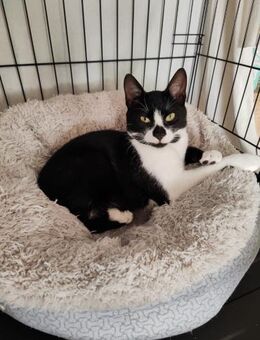 Atlas aus dem Tierschutz - Grevenbroich