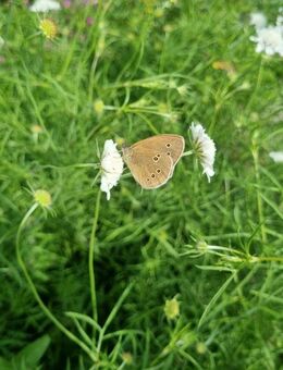 Gelbe Skabiose (Scabiosa ochroleuca) - Horgenzell