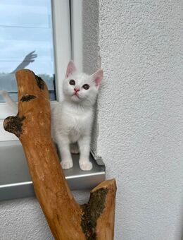 3 süße BKH/BLH Kitten Abgabe bereit - Hamburg Harburg