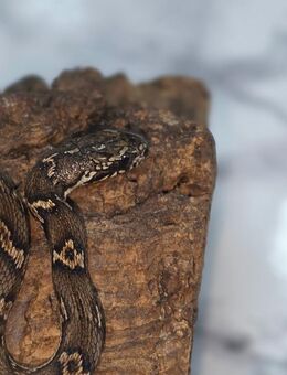 Elaphe schrenckii / Amurnatter Schlange - Kiel