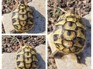 Schildkröten - die letzten 3 Griechen aus ´23 - Schönebeck (Elbe)