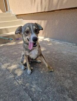 ELISIA ist ein echter Familienhund ♥️ - München