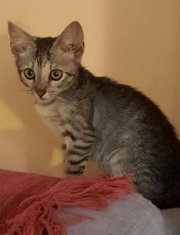 Cinderella - Verwandlung wie im Märchen - Süderbrarup