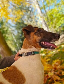 Kira kurzhaar Foxterrier - Weißensee