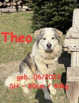 Theo, eine 2. Chance! (PS D-32699) - Rinteln