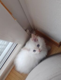 BHK Britisch Kurzhaar Mix - München