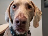 Weimaraner Dodo sucht nette Menschen - Bergkamen