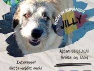 JILLY-möchte gerne das Hunde-ABC lernen - Waakirchen