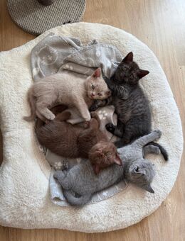 Britisch Kurzhaar Kitten - Dettenheim