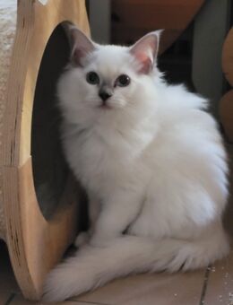 Ragdoll Kitten - Erfurt