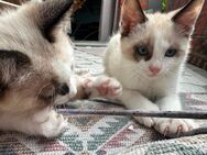 Katzen Babys kitten snowshoe mix - Viersen