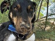 Molly - Dringend neue Familie gesucht - Langenhagen