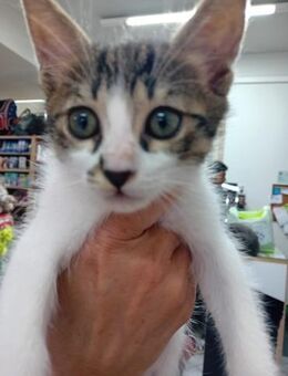 Picasso aus dem Tierschutz - Grevenbroich