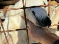 BENNY -sitzt traurig hinter Gittern 😢 - Hof