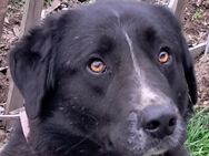 🧡Liebenswerter Kris🧡 - Eislingen (Fils)