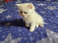 Baby Katzen abzugeben - Geseke