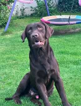 *Deckanzeige für unseren reinrassigen Labrador Rüden "Choco"* - Kastl (Regierungsbezirk Oberbayern)