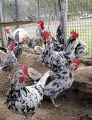 Bruteier reinr. Leghorn Exchequer aus Hobbyzucht abzugeben. in 91578
