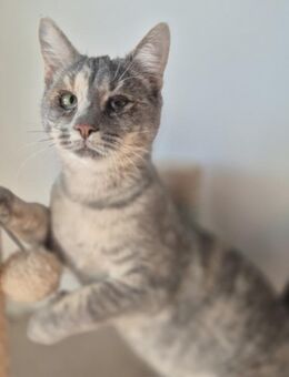 Zwei Jungkatzen Geschwister Goldy & Mila - Rambin