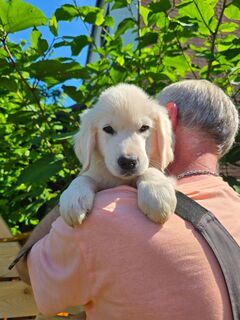 Traumhaft schöne Golden Retriever Welpen