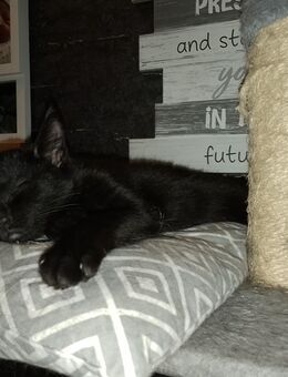 Main coone Mix katzenbabys - Oberhausen