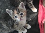 Süße Katzenbabys suchen ein neues zu Hause - Ofterdingen