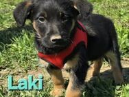 Laki ❤️ - Kissing