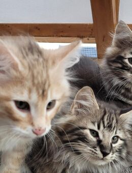 Norwegische Waldkatzen mit Papieren - Mohlsdorf-Teichwolframsdorf