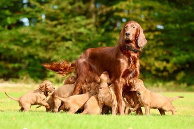 Irish-Setter-Welpen