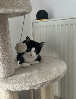 Burma Katze & Burma/BKH Katze - Cloppenburg Zentrum