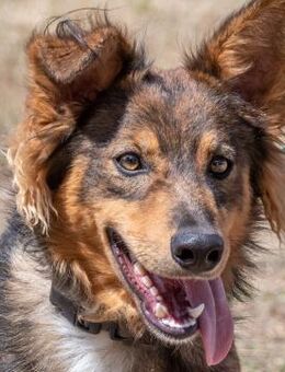 Fred, ein prima Anfaengerhund - Brunstorf