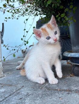 Baby Katze (Kater) Europäische Langhaar - Kurzhaar -Mix Hauskatze - Hohenburg