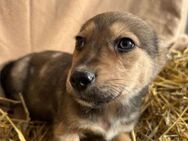 Baby 🐾❤️ MICHEL wartet auf seine Famili - Eichendorf