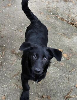 Süsser schwarzer Welpenjunge 4 Monate - Düsseldorf