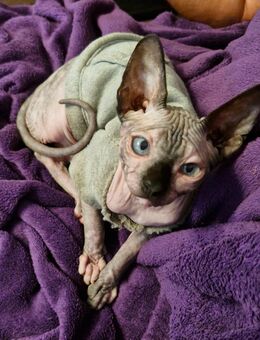Canadian sphynx Weiblich - Bielefeld