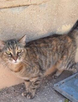 Liebe, zutrauliche Katze Micaela - Karlsruhe