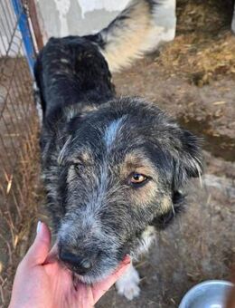 Ferdi - wartet Tag für Tag - Dreikirchen