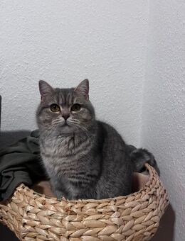 Liebevolle Britisch Kurzhaar Katze (BKH), weiblich, 1 Jahr – beige/grau/weiß - Meschede (Kreis- und Hochschulstadt)