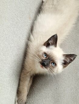 Heilige Birma mix Kitten Mädchen - Mörfelden-Walldorf