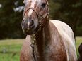 12j. APPALOOSA WALLACH in 51147