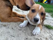 Entlebucher Sennenhund-Mix Welpen - Mettingen