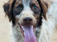 Bruno10 liebevoller Spaniel 9/23 ESP - Ruppertsecken