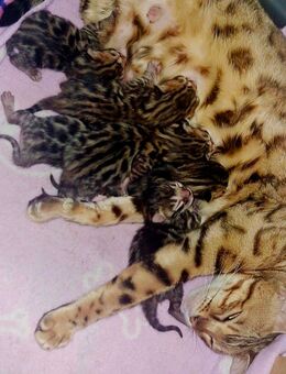 6 wunderschöne mini Leoparden mit Stammbaum - Ankum